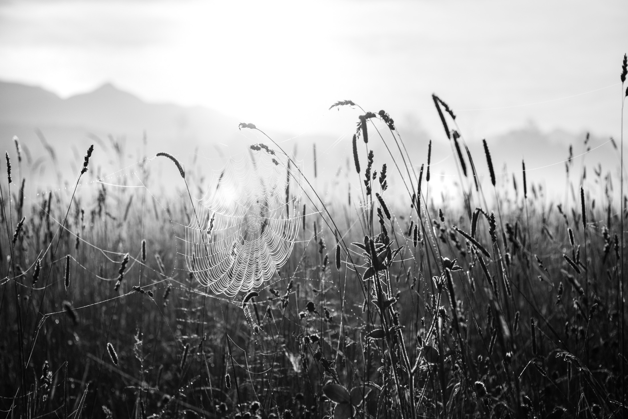 201508_farm_0264